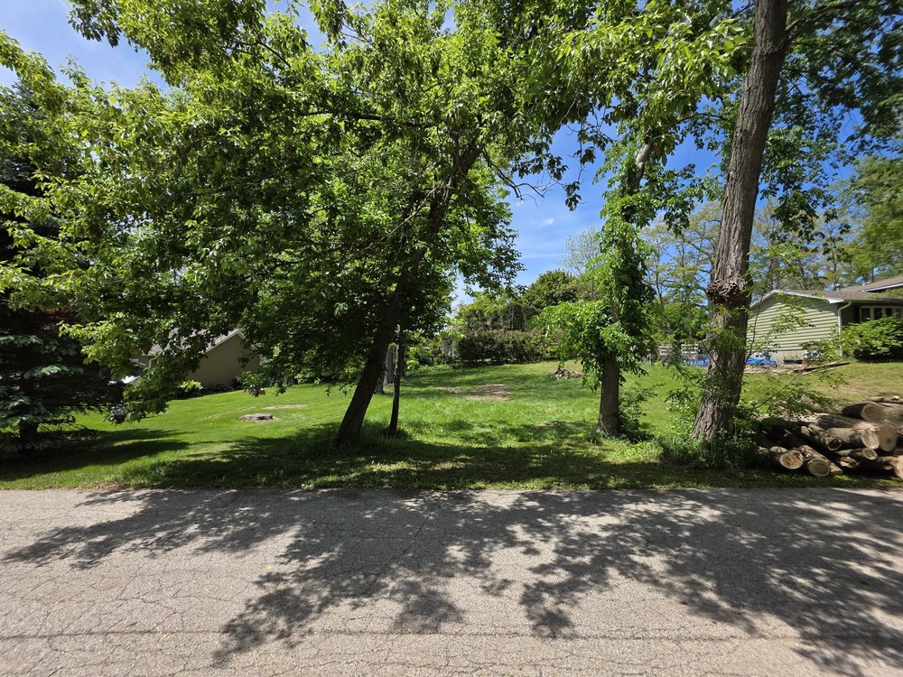 Before - Overgrown Trees